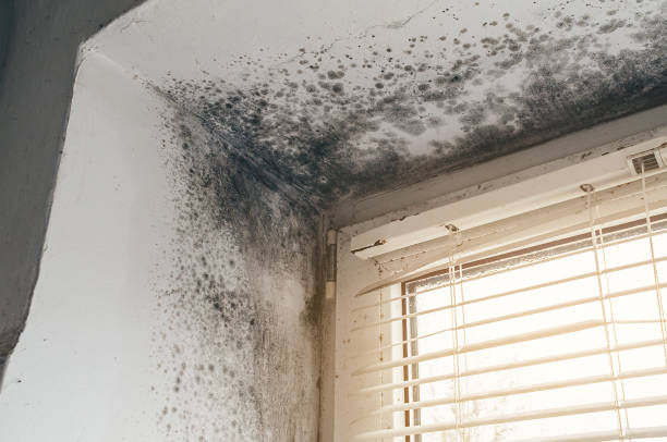 Trusted Black Mold Removal service in Hampton, MD - Cheap Mold Removal