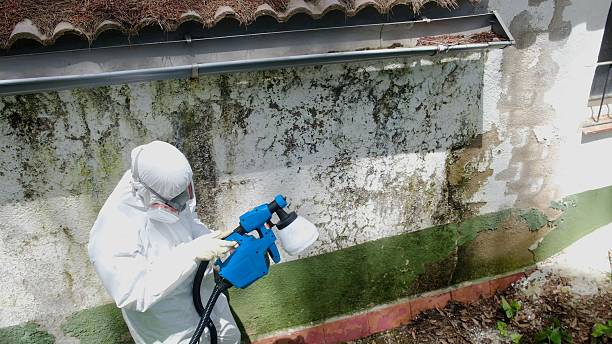 Trusted Attic Mold Removal service in Hampton, MD - Cheap Mold Removal